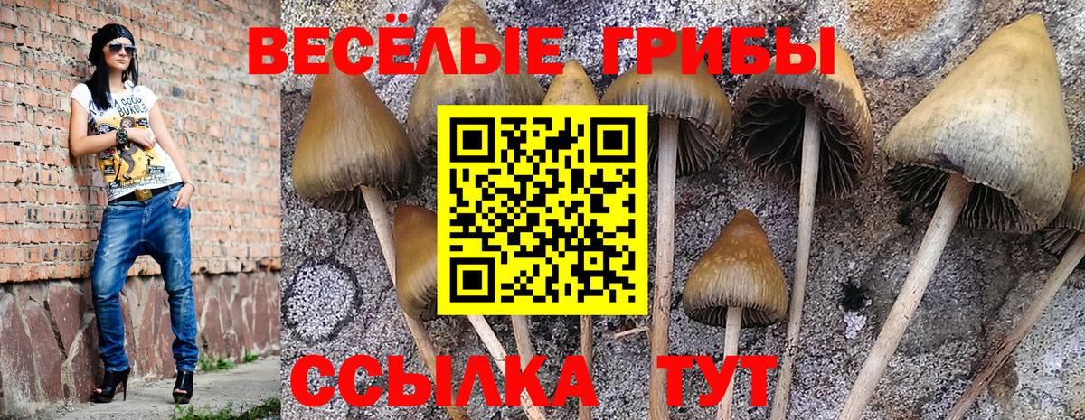 Псилоцибиновые грибы Psilocybe  Вход с VPN  Учалы 
